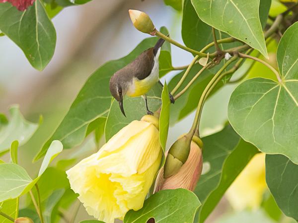 <h3><a href="/trips/srilanka/biota/animalia/chordata/aves/040 passeriformes/112 nectariniidae/leptocoma zeylonica/leptocoma zeylonica-nl.html">Leptocoma&nbsp;zeylonica</a> / Purple‑rumped&nbsp;sunbird / Purperstuithoningzuiger</h3>NIKON D500 met AF-S Nikkor 300mm f/2.8G IF-ED VR II, 1/640 sec  bij F5.6, ISO 1600, afstand 10.0&nbsp;m
